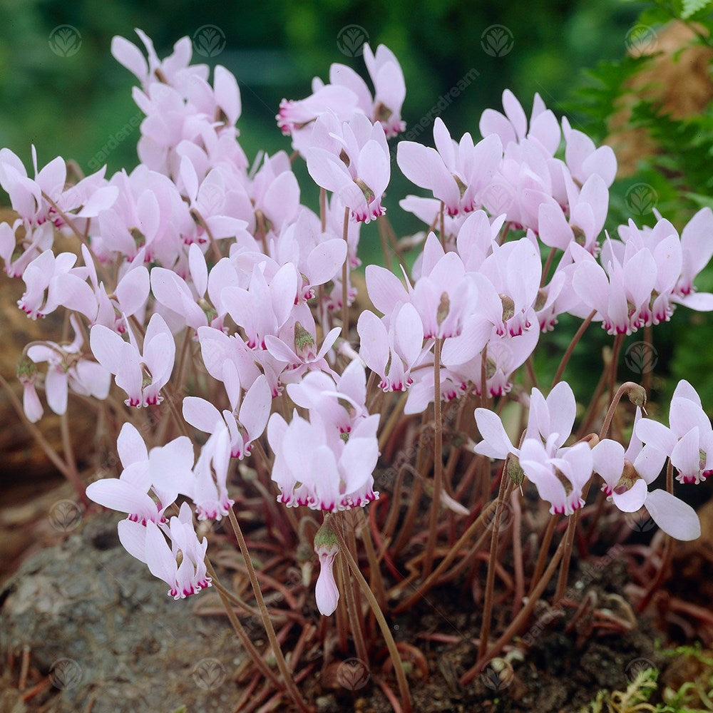 Cyclamen Cilcium -MASTER-