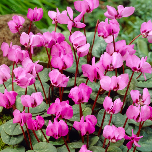 Cyclamen Coum -MASTER-