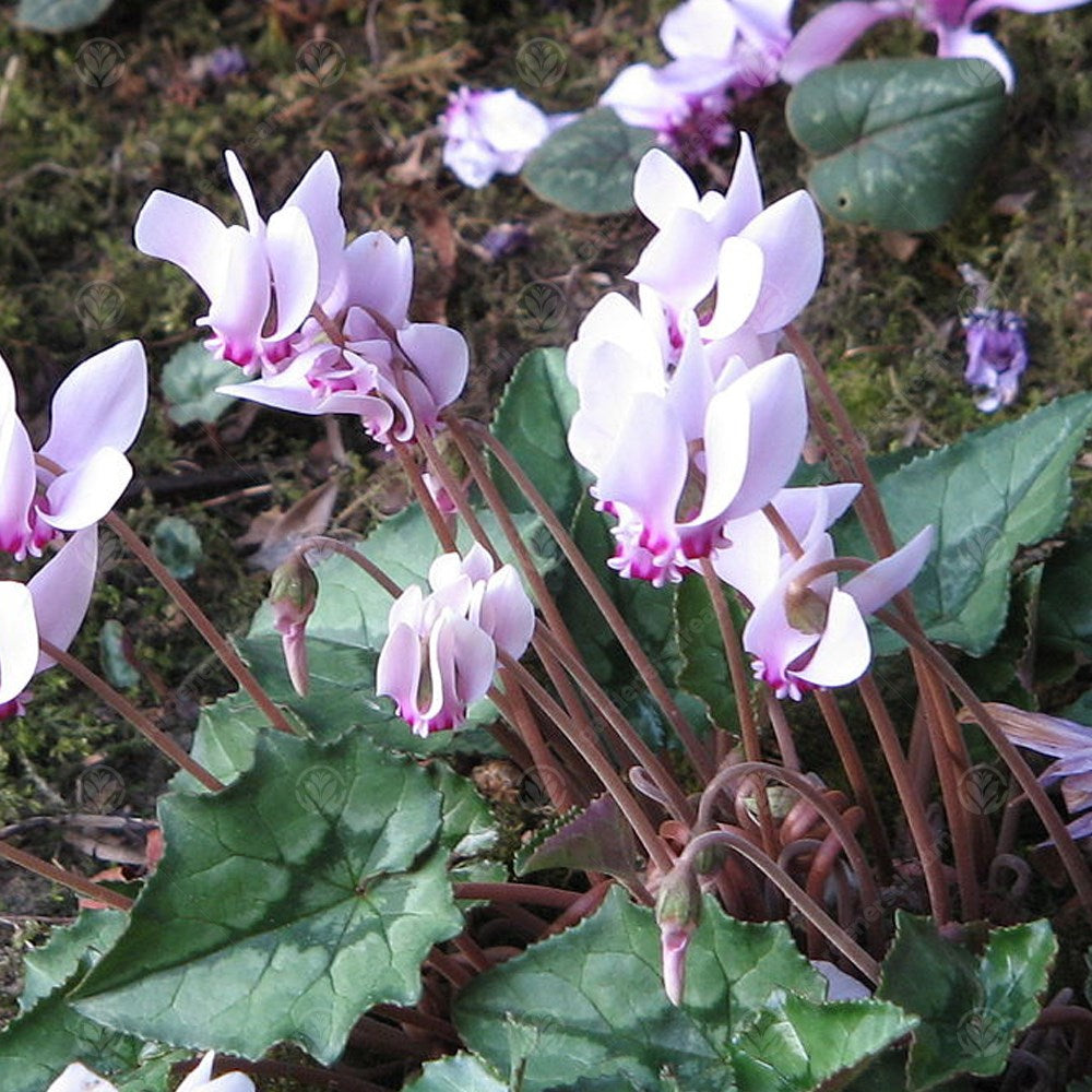 Cyclamen Hederifolium -MASTER-