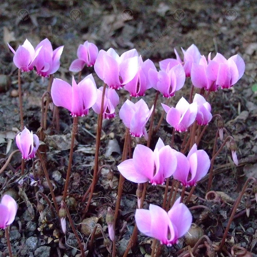 Cyclamen Hederifolium -MASTER-