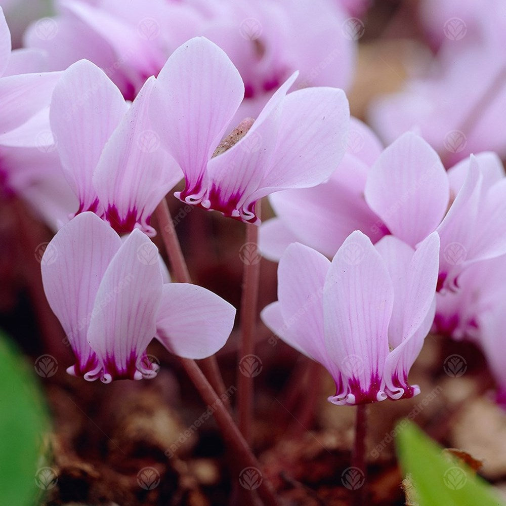 Cyclamen Hederifolium -MASTER-