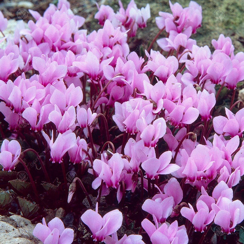 Cyclamen Hederifolium -MASTER-