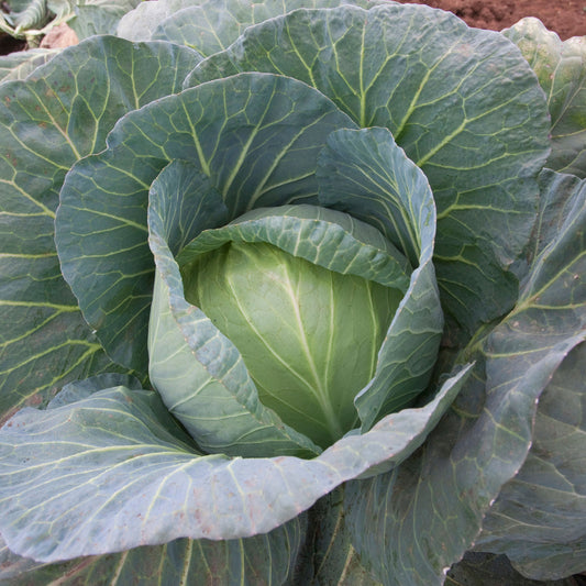 Vegetable - Round Cabbage