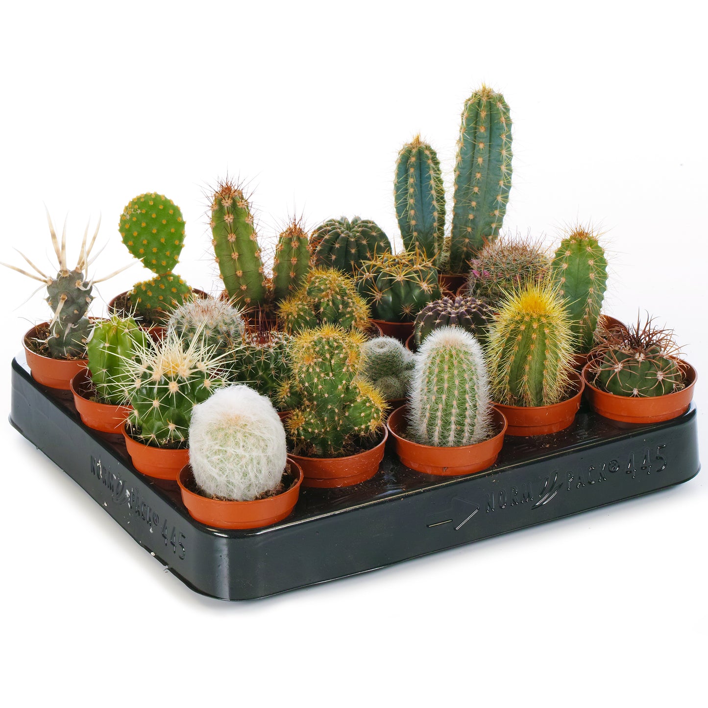 Cactus Mix (5.5cm, 3 plants)