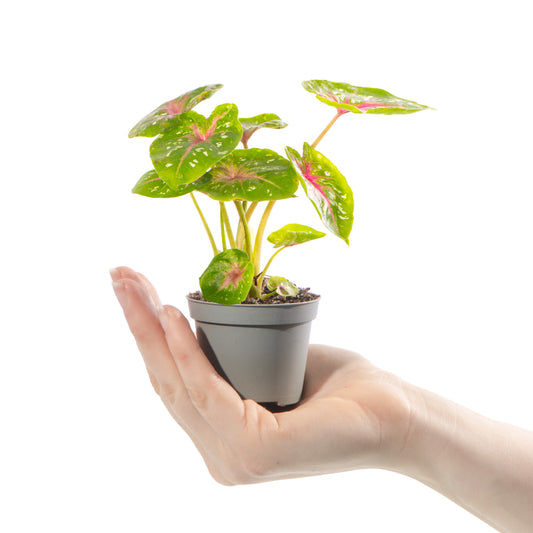 Baby Plants - Caladium Casey