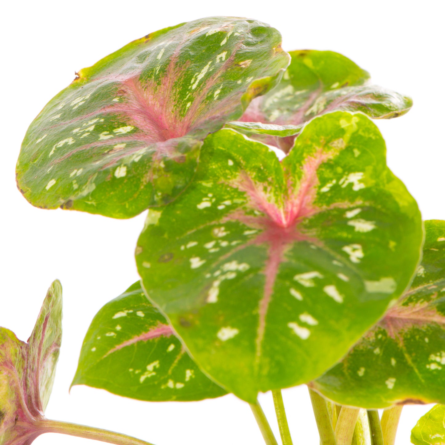 Baby Plants - Caladium Casey