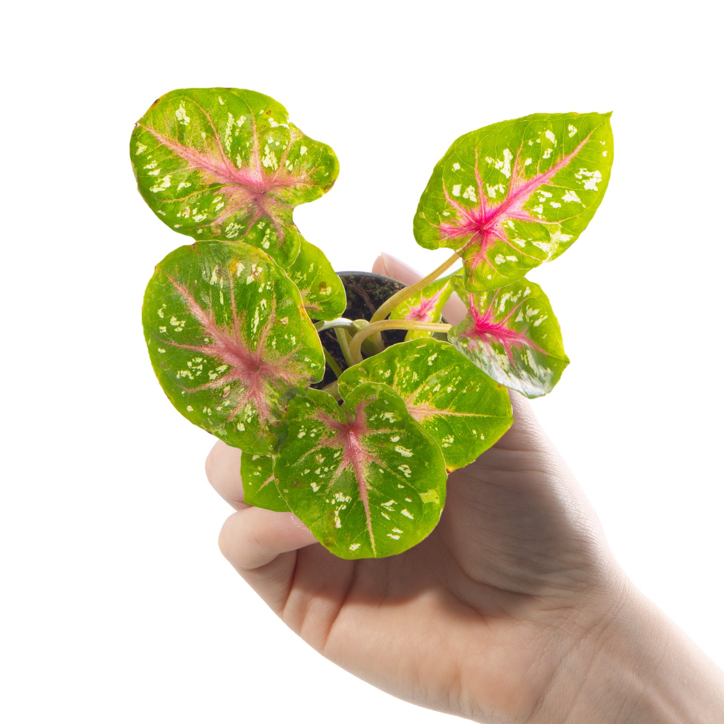 Baby Plants - Caladium Casey