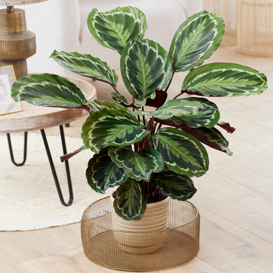Calathea Medalion