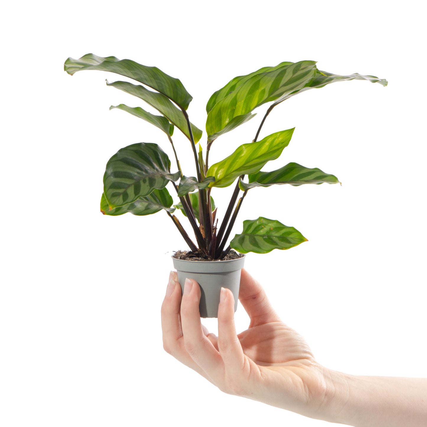 Baby Plants - Calathea Freddie