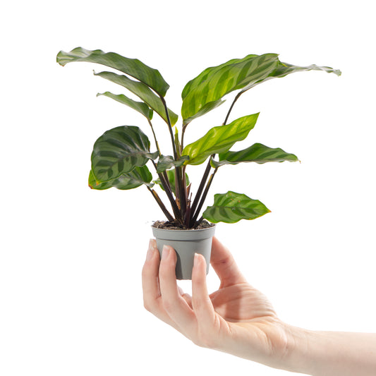 Baby Plants - Calathea Freddie