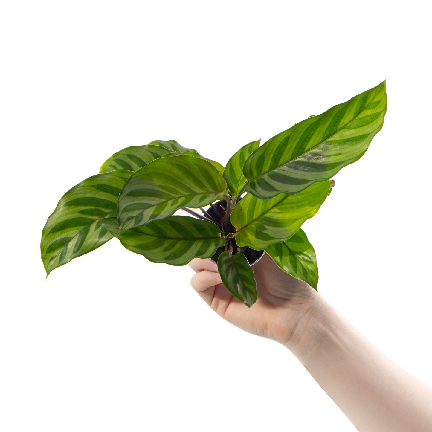 Baby Plants - Calathea Freddie