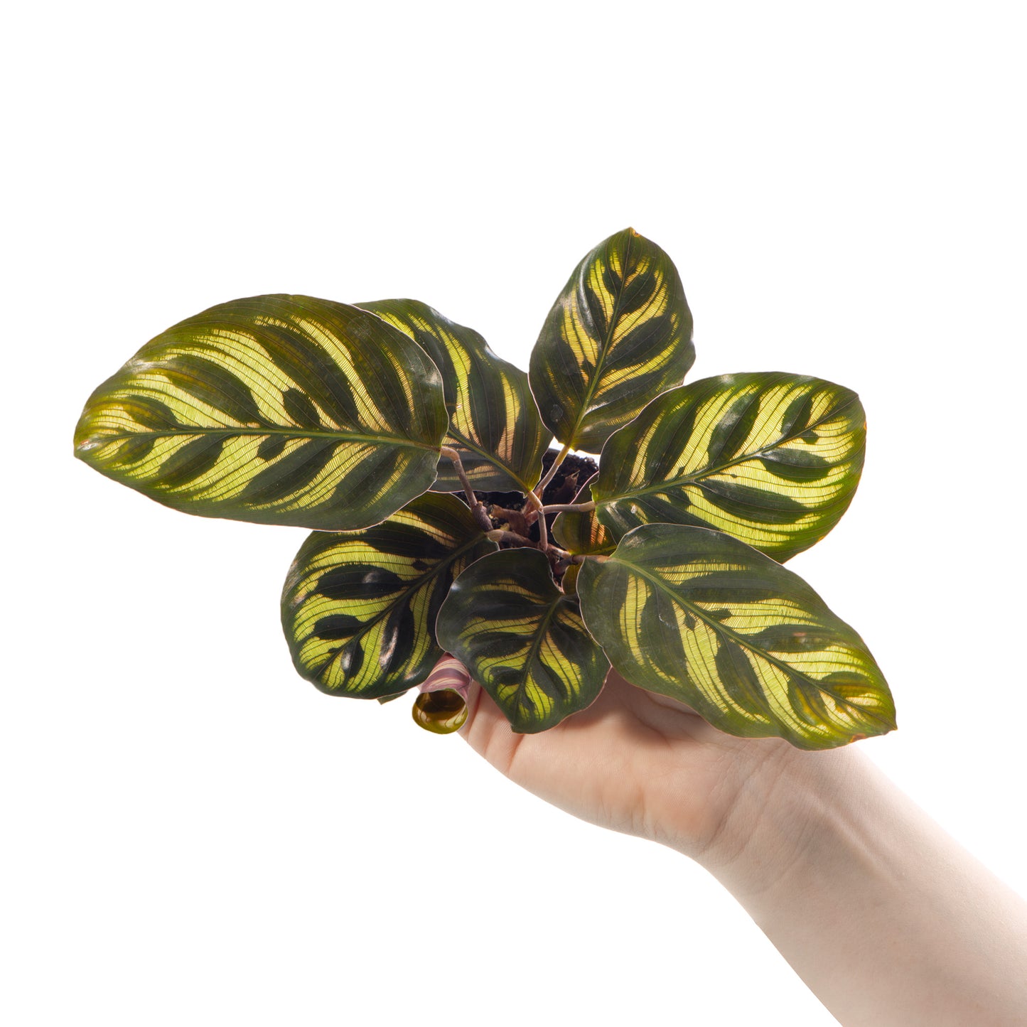 Baby Plants - Calathea Makoyana