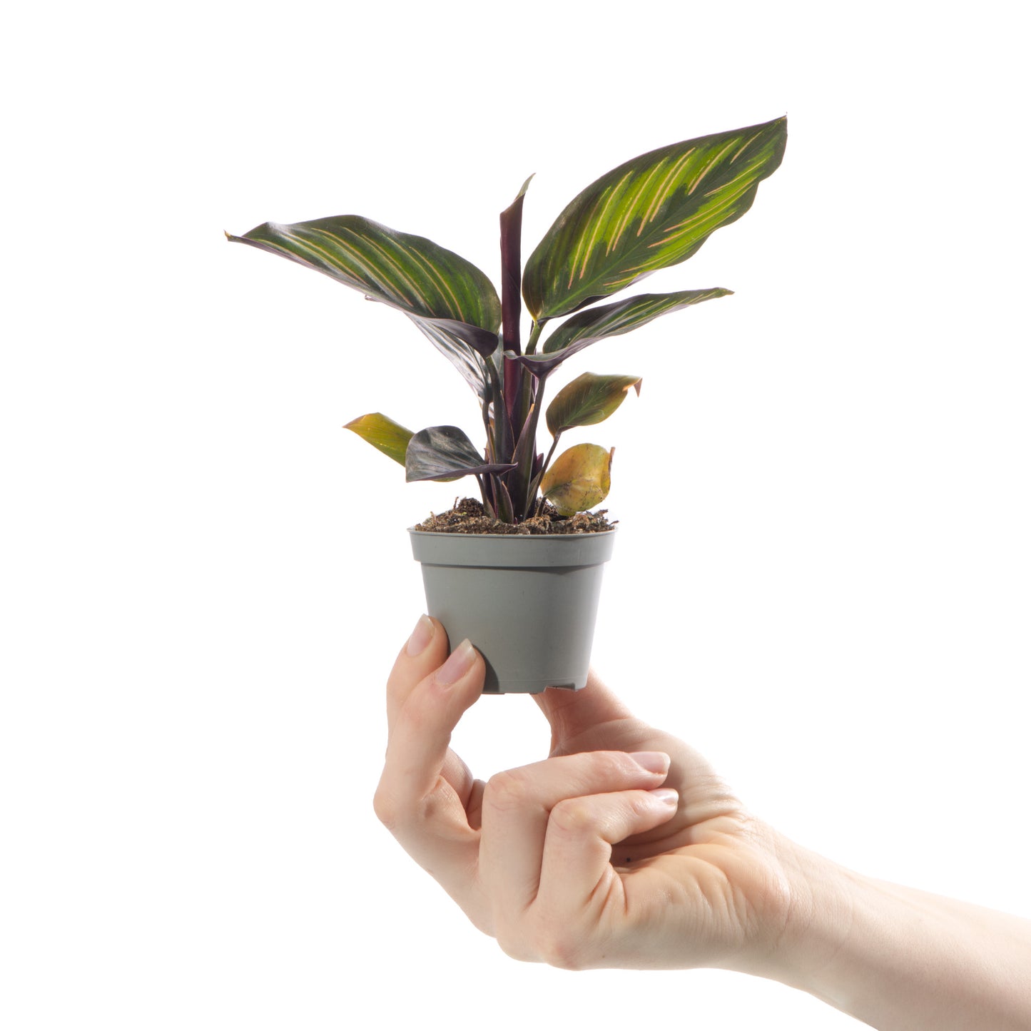 Baby Plants - Calathea Mieli