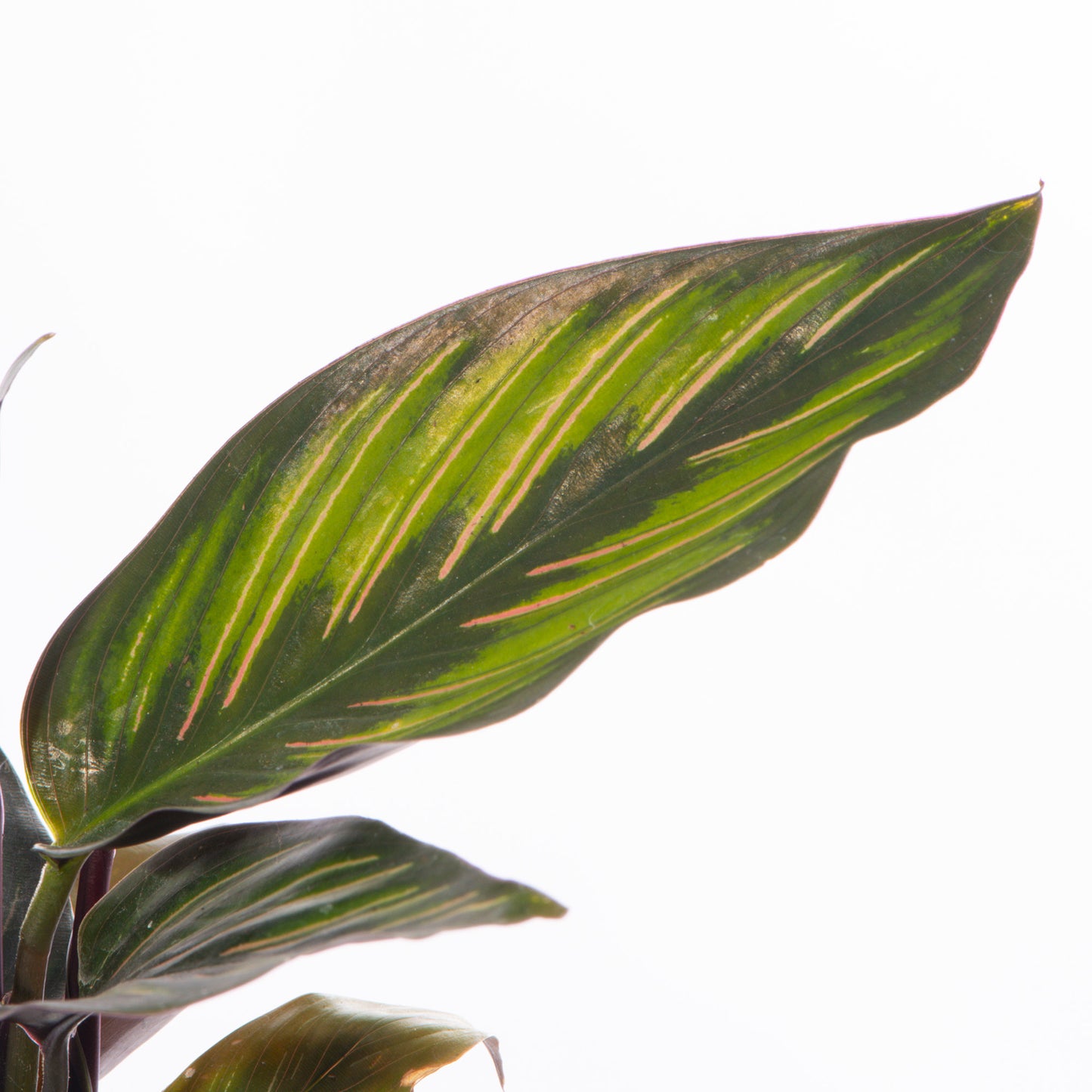 Baby Plants - Calathea Mieli