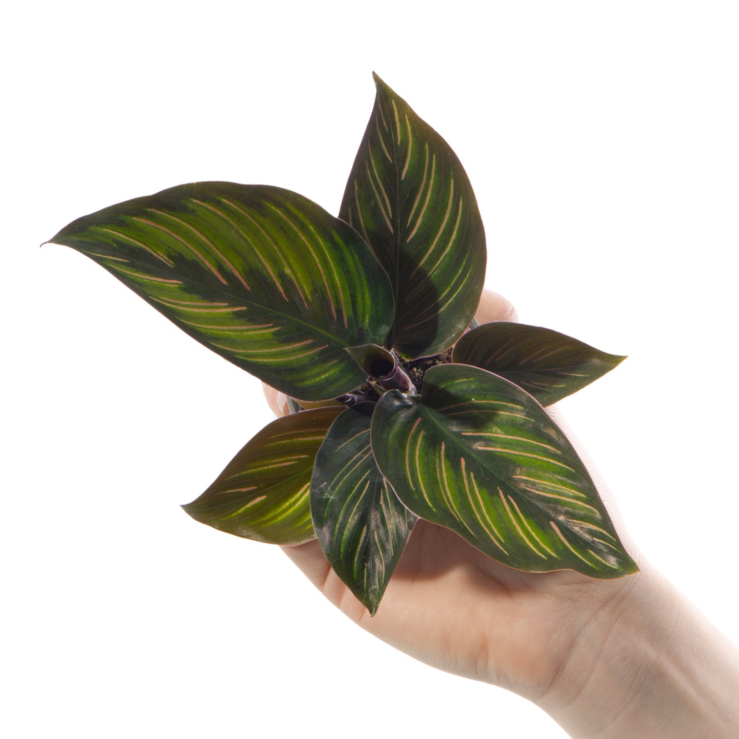 Baby Plants - Calathea Mieli