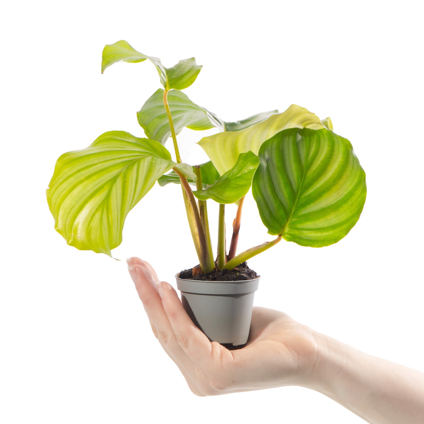 Baby Plants - Calathea Orbifolia