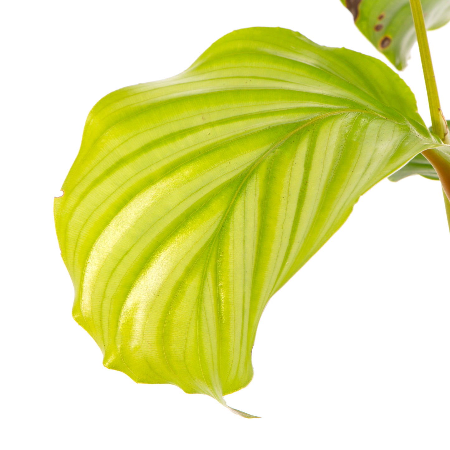 Baby Plants - Calathea Orbifolia