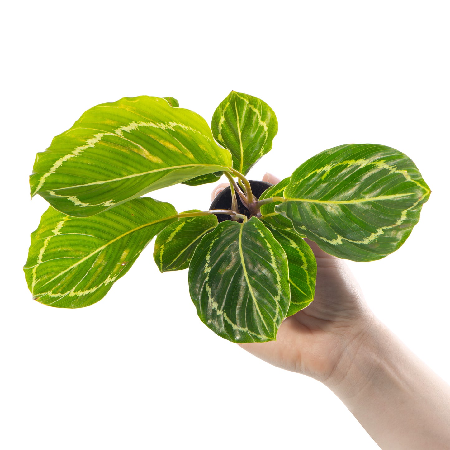 Baby Plants - Calathea Roseopicta Green