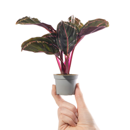 Baby Plants - Calathea Roseopicta Illustrious