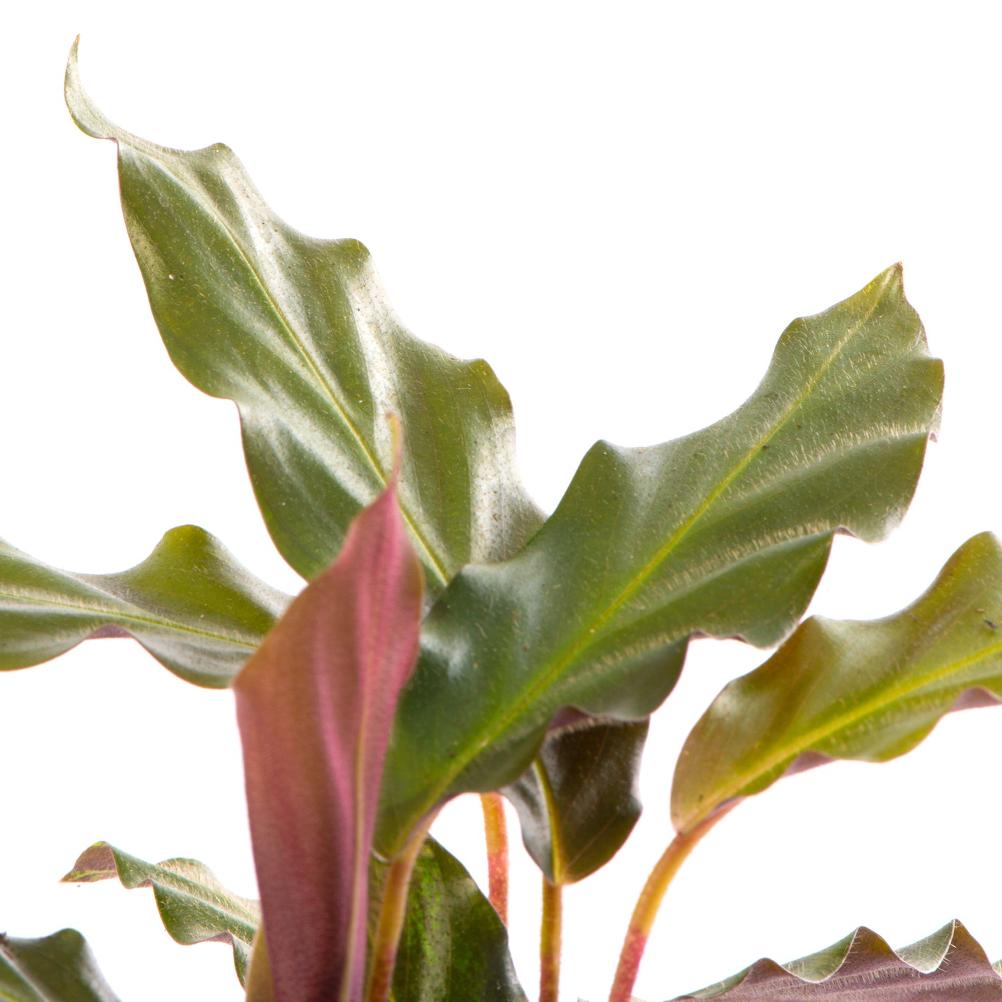 Baby Plants - Calathea Rufibarba