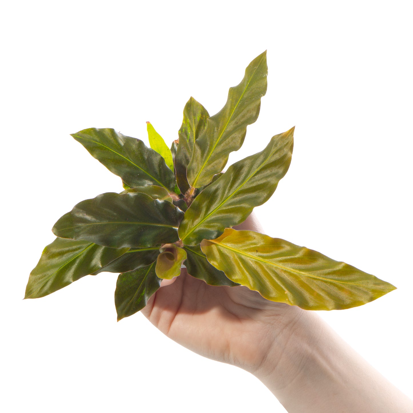 Baby Plants - Calathea Rufibarba