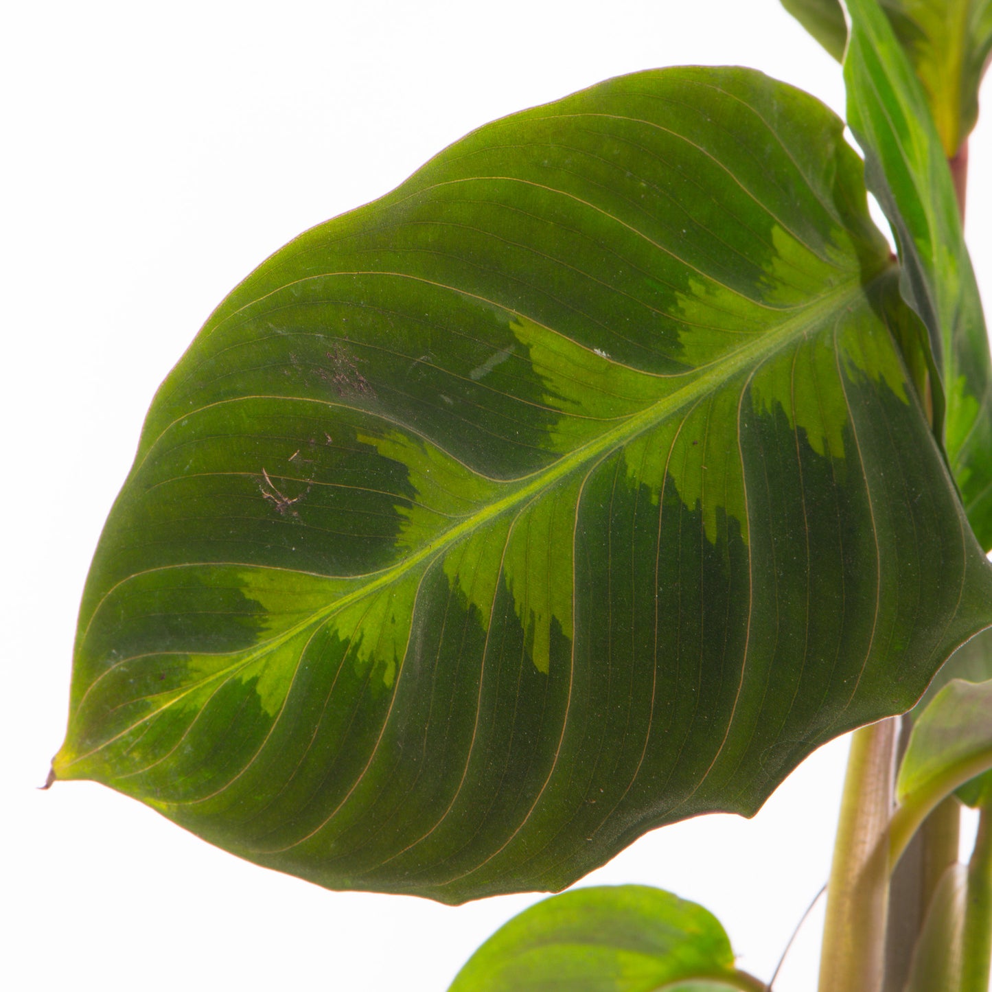 Baby Plants - Calathea Warscewiczii