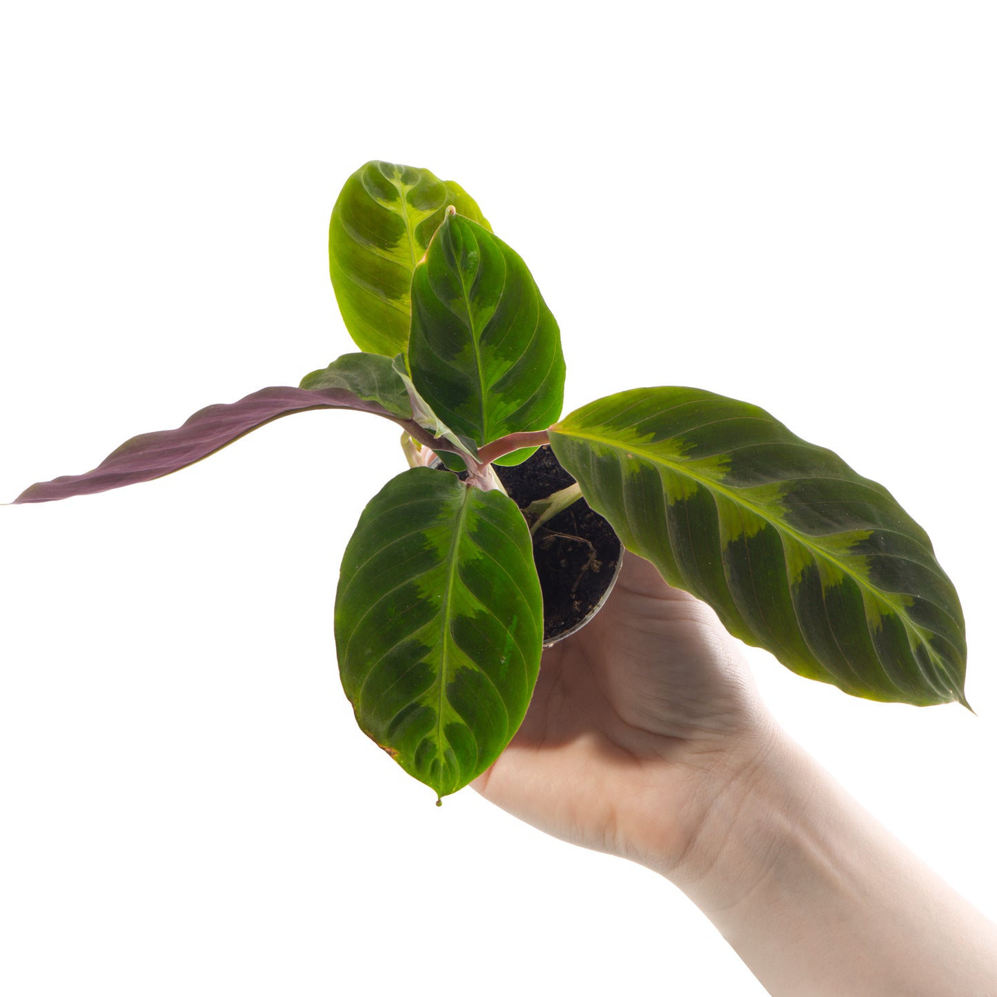 Baby Plants - Calathea Warscewiczii