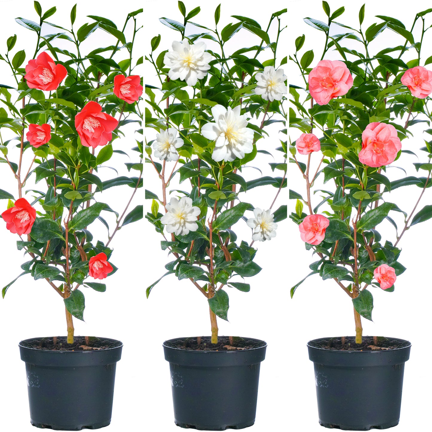 Camellia Plant