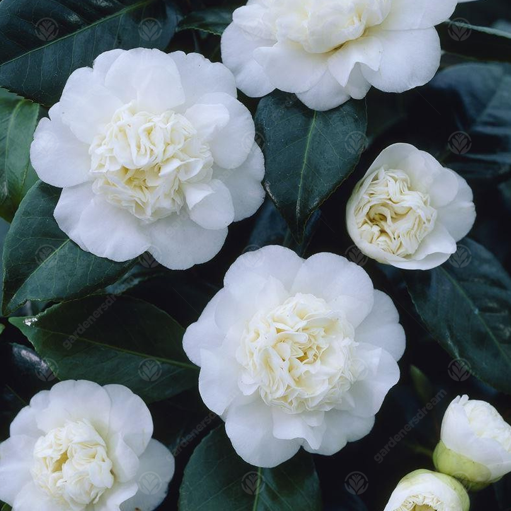 Camellia japonica Nobilissima (9cm)