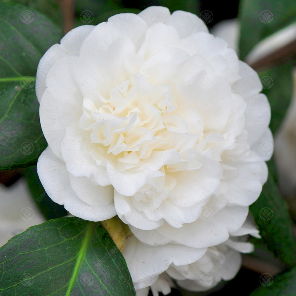 Camellia japonica Nobilissima (9cm)