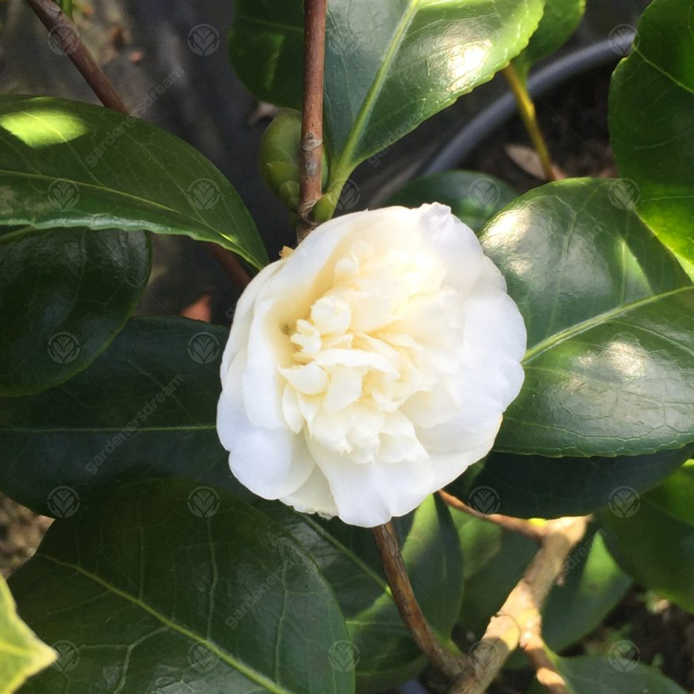 Camellia japonica Nobilissima (9cm)