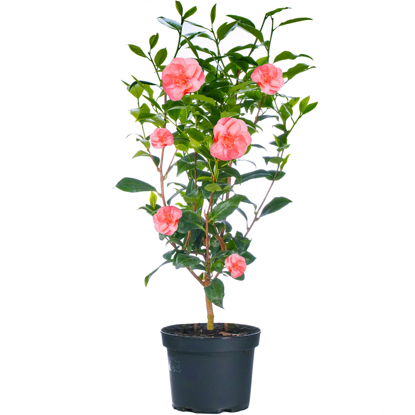 Camellia Plant