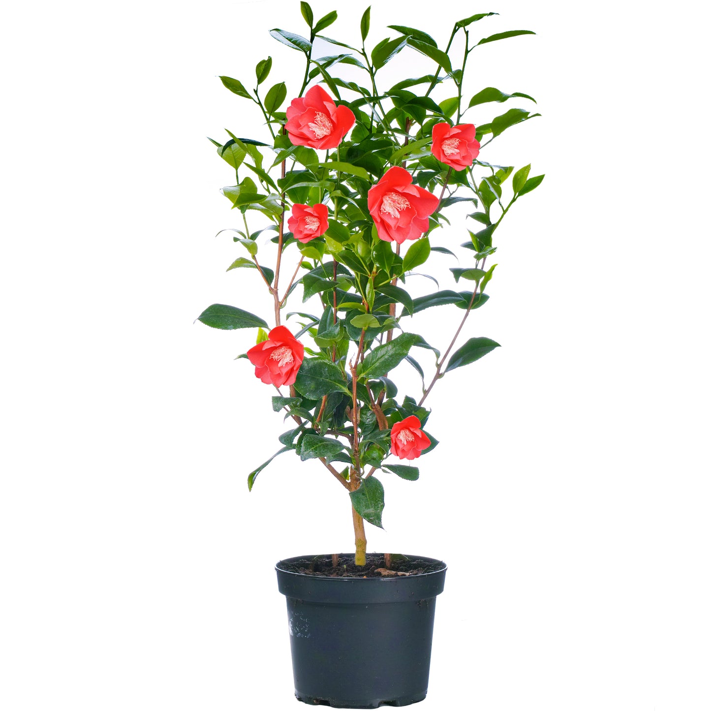 Camellia Plant