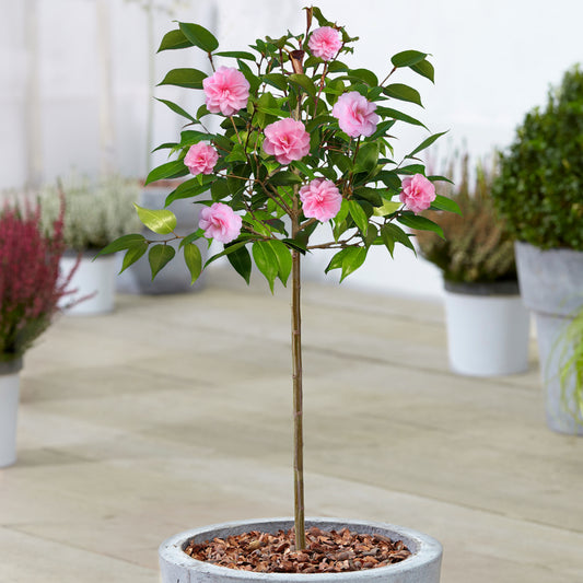Camellia Spring Festival Patio Tree