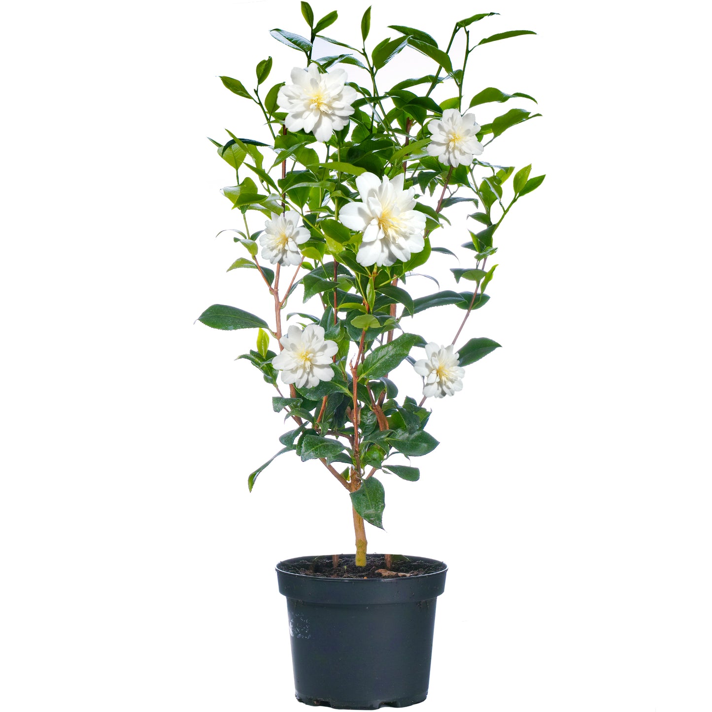 Camellia Plant