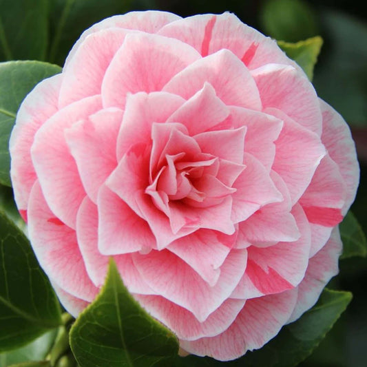 Camellia Bonomiana