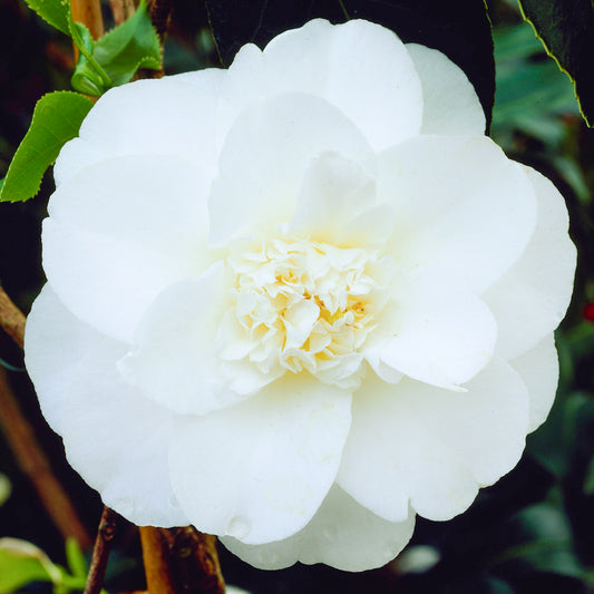 Camellia Miss Lyla