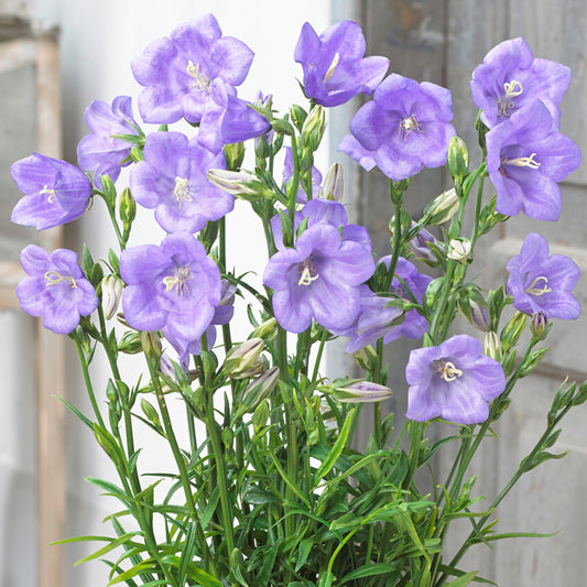 Campanula Takion Blue