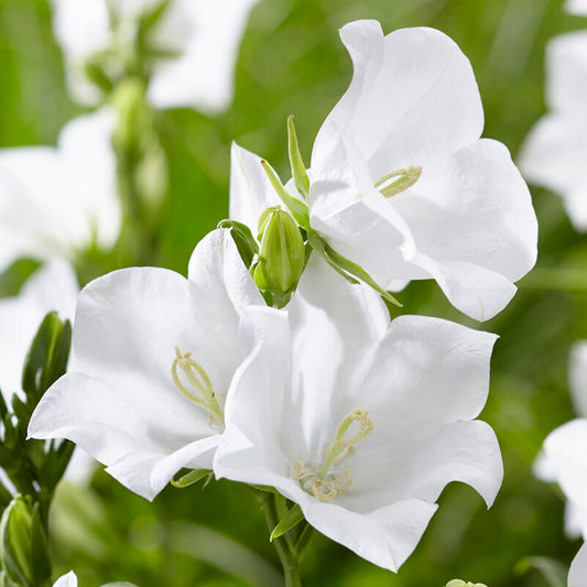 Campanula Takion White