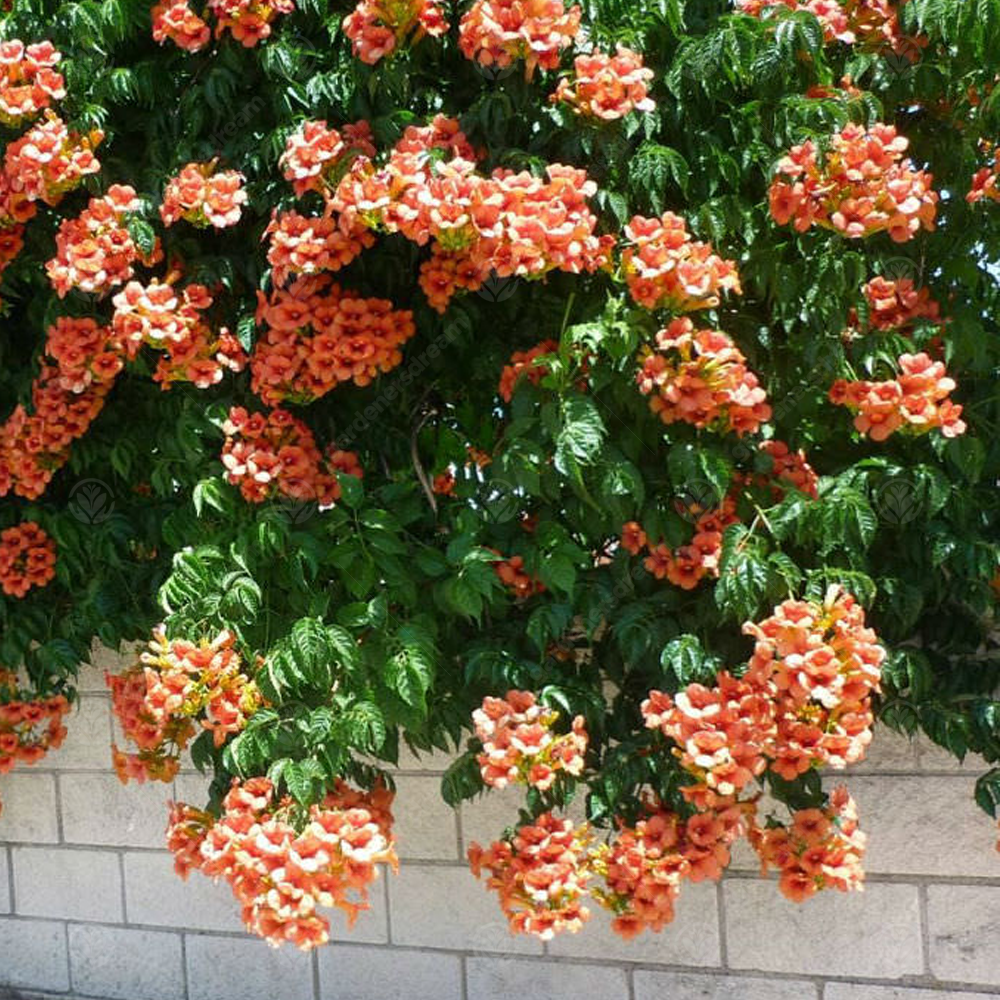Campsis Radicans (9cm)