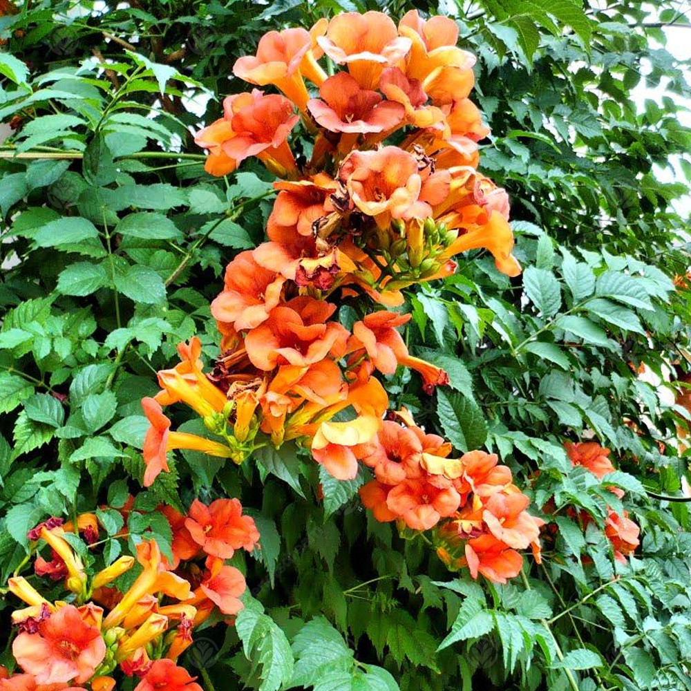 Campsis Radicans (9cm)