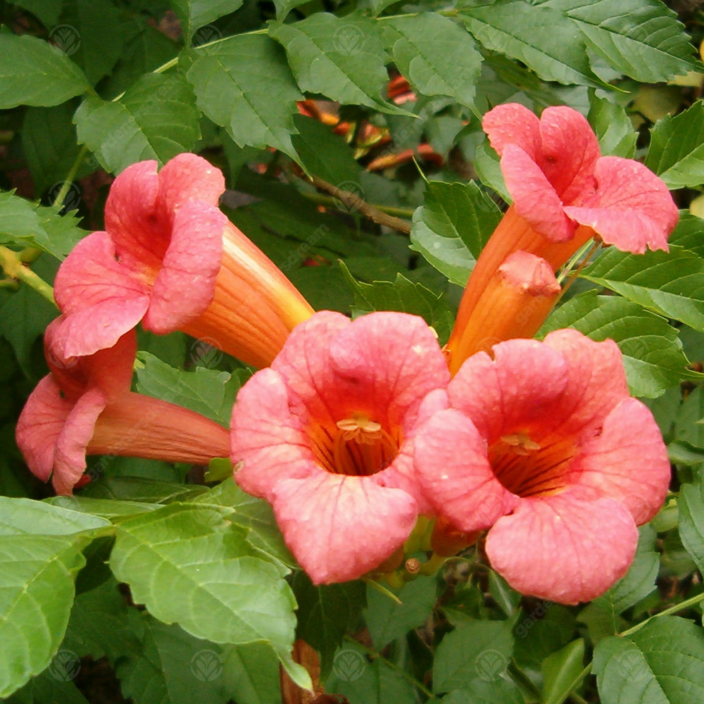 Campsis Radicans (9cm)