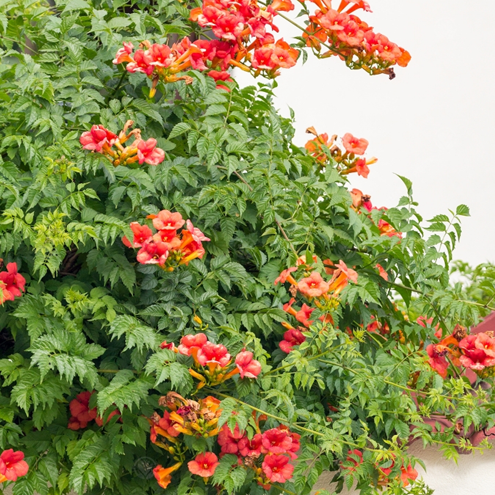 Campsis Radicans (9cm)