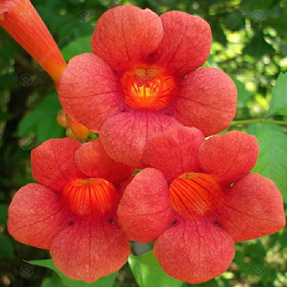 Campsis Radicans (9cm)