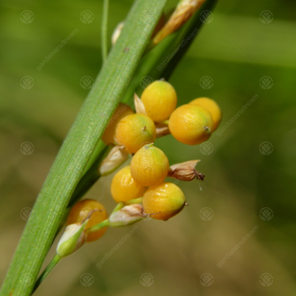 Carex Aurea (9cm)
