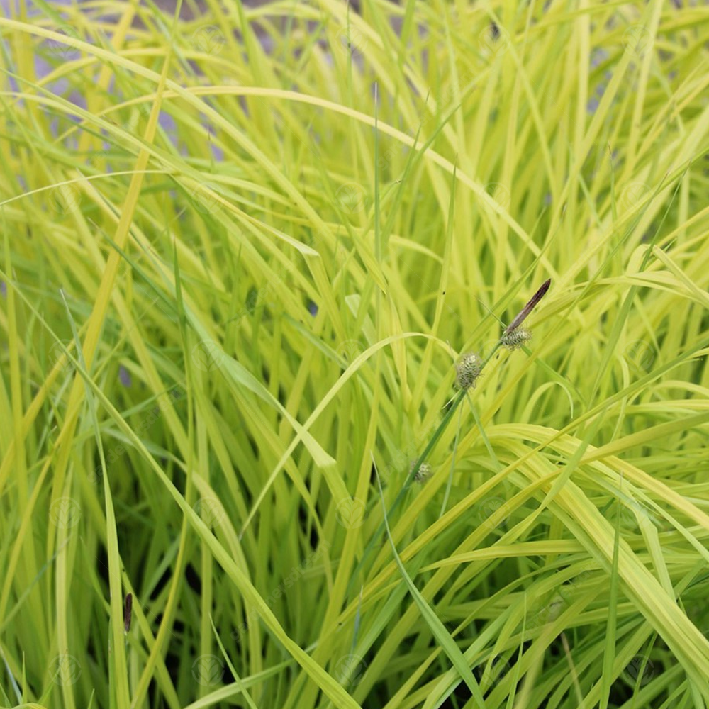 Carex Aurea (9cm)