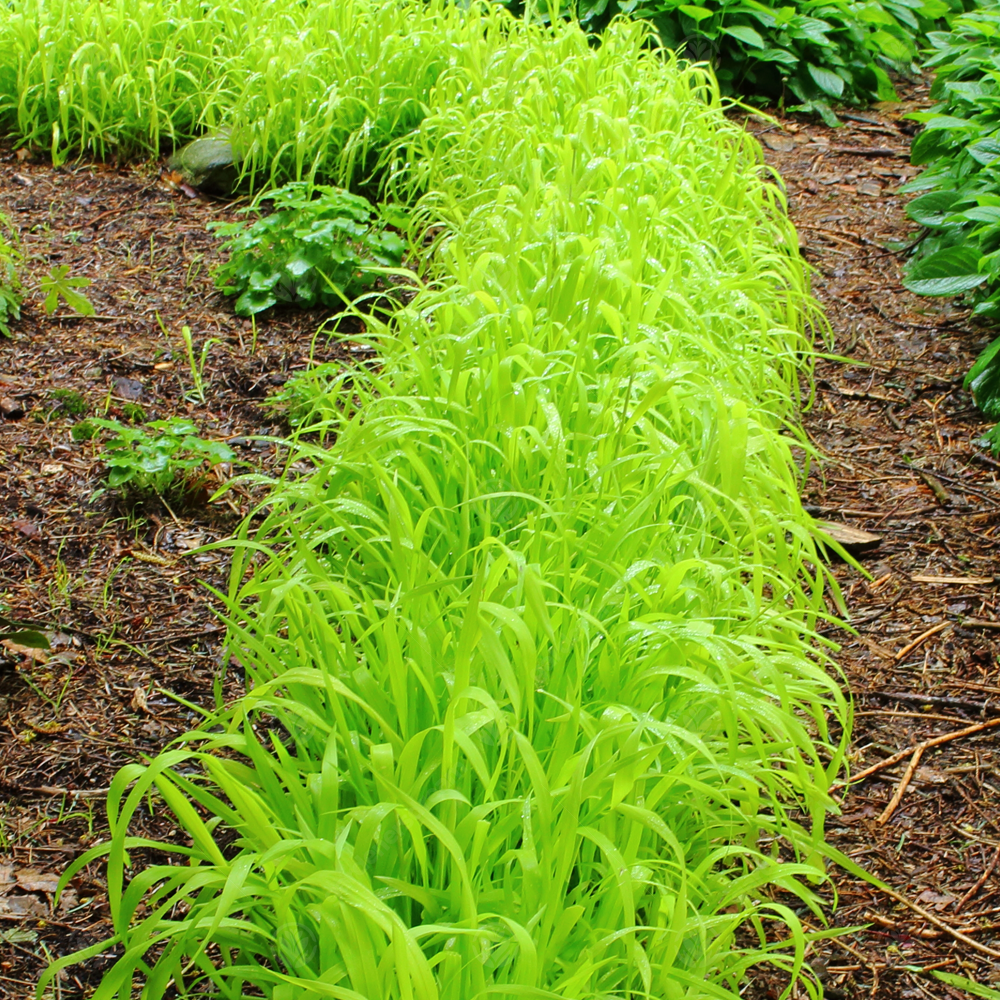 Carex Aurea (9cm)