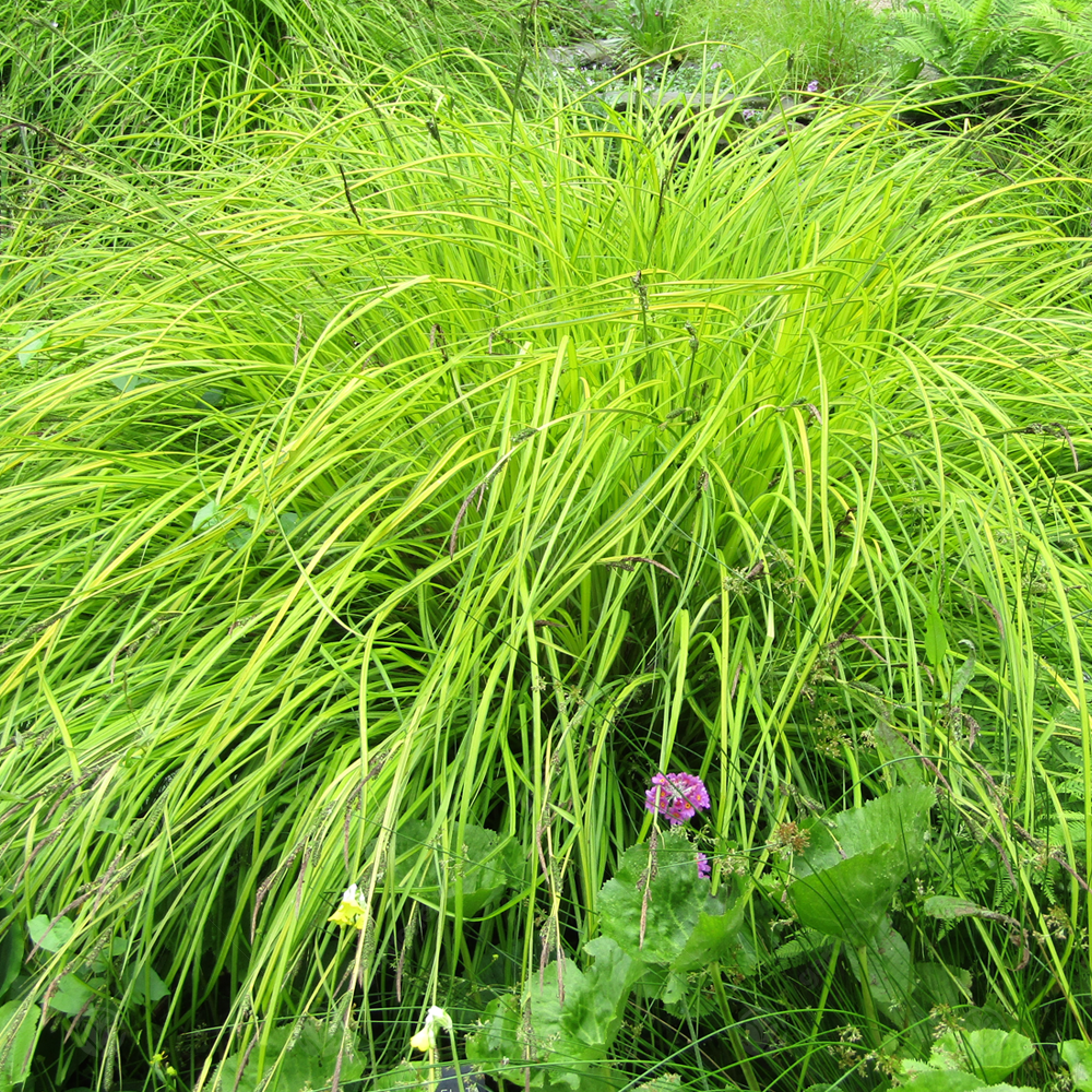 Carex Aurea (9cm)