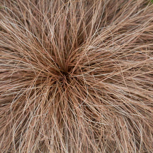 Carex Bronze Form (9cm)