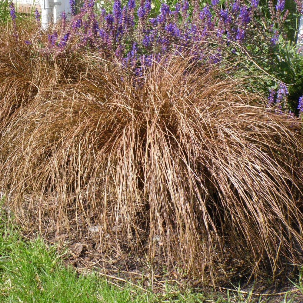 Carex Bronze Form (9cm)